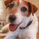 Illustration for article titled You Know What Nintendo Needs? An Official Spokesdog. BAM!